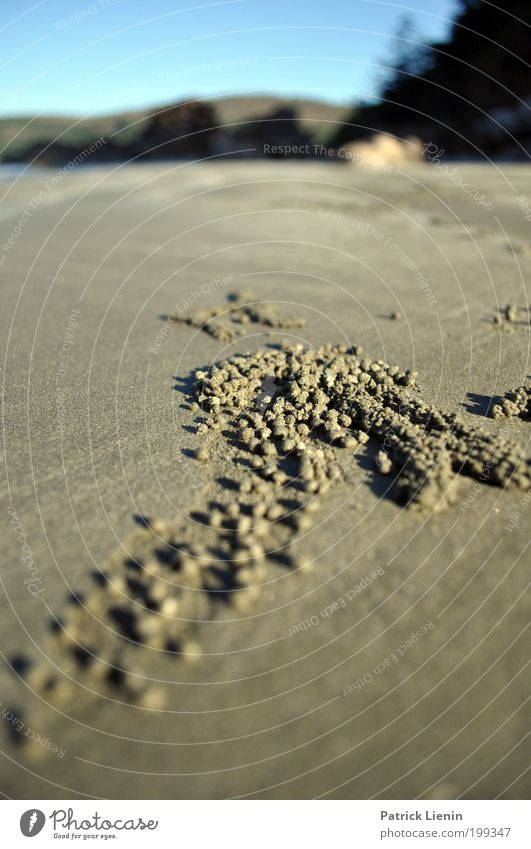 every grain of sand Natur genießen Sand Strand Meer Küste Tier Krebs Korn Kugel Strukturen & Formen Licht Spuren angenehm Spaziergang Ferien & Urlaub & Reisen