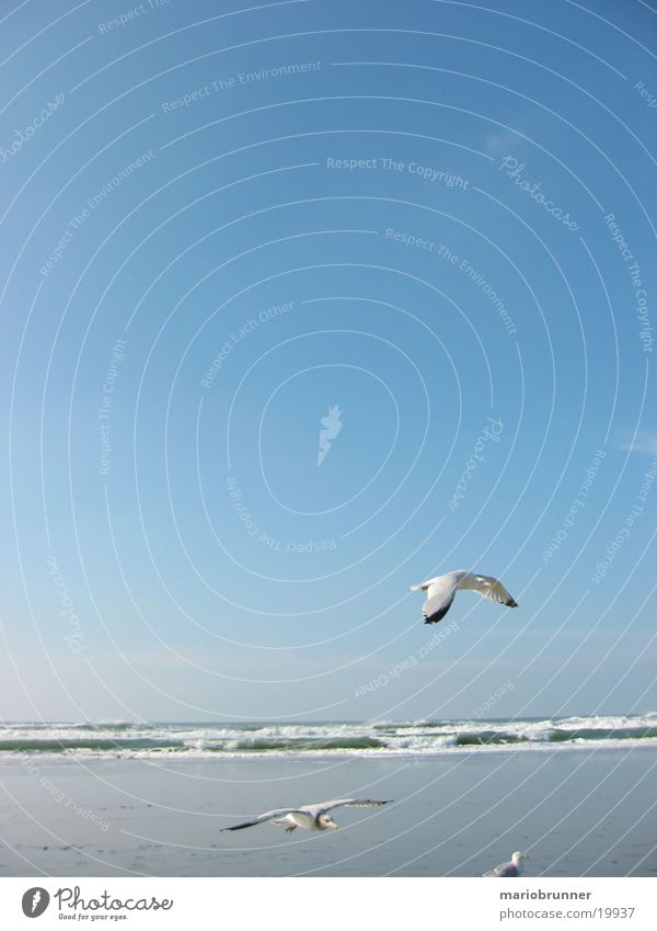 möwen Möwe Meeresvogel Strand Wellen San Francisco Vogel Sand Himmel Sonne fliegen Luftverkehr
