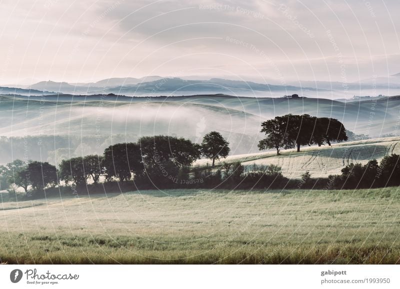 Morgenfrische Umwelt Natur Landschaft Pflanze Urelemente Erde Luft Horizont Sommer Schönes Wetter Nebel Baum Wiese Feld Hügel Italien Toskana frei natürlich