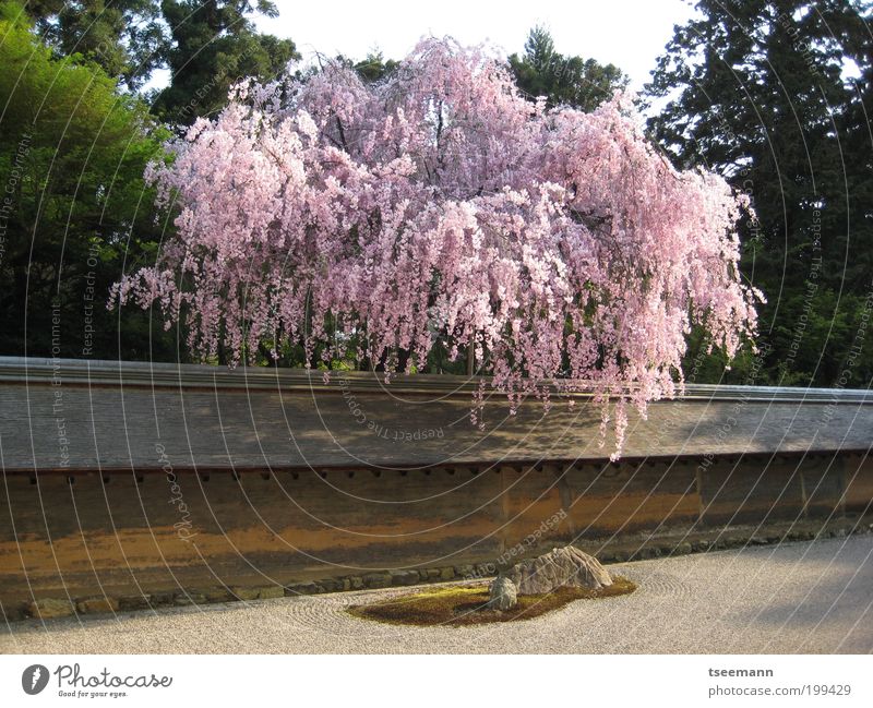Zeeen... harmonisch Wohlgefühl Zufriedenheit Erholung Kultur Pflanze Erde Frühling Baum Kirschbaum Kirschblüten Kirschblütenfest Garten Japanischer Garten