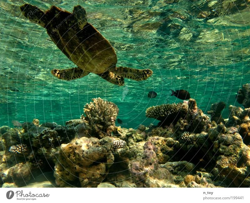 Korallengarten Schnorcheln tauchen Meer Insel Malediven Natur Wasser Riff Korallenriff Indischer Ozean Tier Fisch Schildkröte frei Glück natürlich Neugier