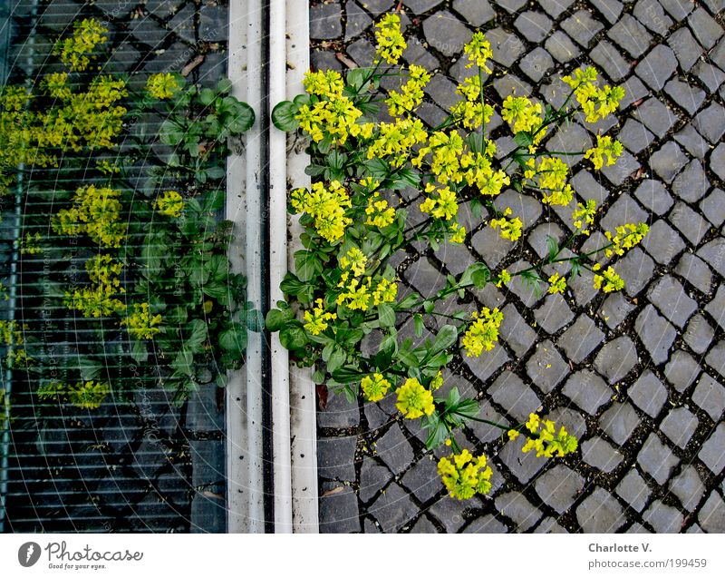 Unkraut-Spiegelei Pflanze Fenster Stein Glas einfach gelb grau Ausdauer Leben rebellieren Überleben Pflastersteine Farbfoto Außenaufnahme Reflexion & Spiegelung