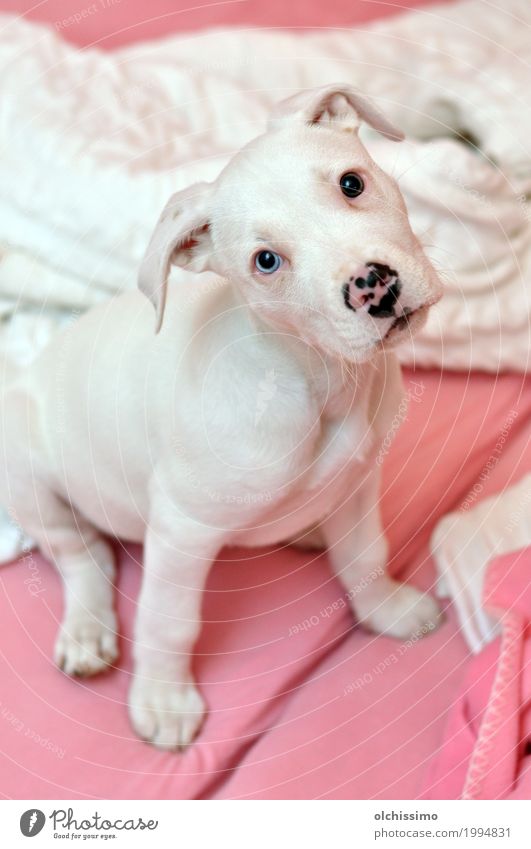 cute pink puppy Tier Hund 1 Lächeln Blick Spielen fantastisch Flüssigkeit natürlich Neugier weiß Freude authentisch Ziel Farbfoto Innenaufnahme Menschenleer