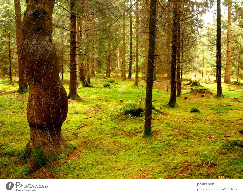 Bemooster Wald. Erholung, Ruhe. Umwelt und Natur Landschaft Erde Frühling Baum Moos Wildpflanze groß braun grün ruhig Stimmung Einsamkeit leer Ast