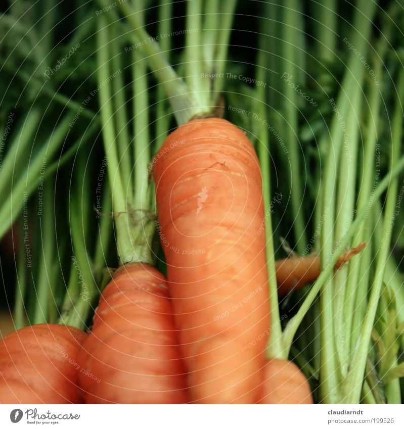 Fotografenfutter Lebensmittel Gemüse Möhre Ernährung Bioprodukte Vegetarische Ernährung Pflanze Nutzpflanze frisch Gesundheit orange grün knackig Vitamin