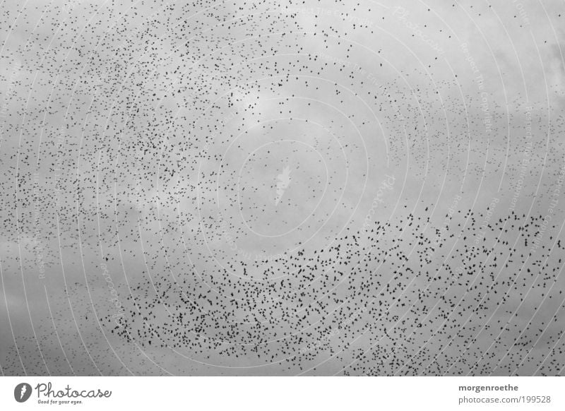 "Balz"-Meeting Winter Tier Luft Himmel Wolken schlechtes Wetter Wind Vogel Tiergruppe Schwarm Brunft fliegen grau schwarz weiß Zusammenhalt Zusammensein viele