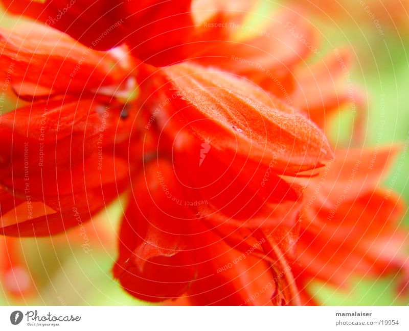 Rote Blüten Blume rot Natur Detailaufnahme Makroaufnahme