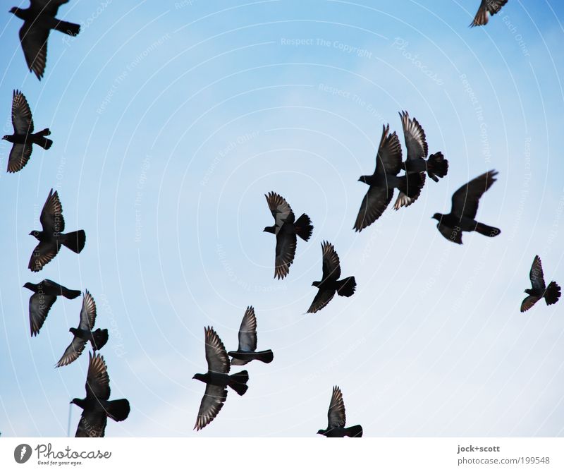 eine Schar Wolkenloser Himmel Kenia Taube Schwarm fliegen Einigkeit Leben Leichtigkeit nebeneinander Formation fliegend zielstrebig Formationsflug Vogelflug