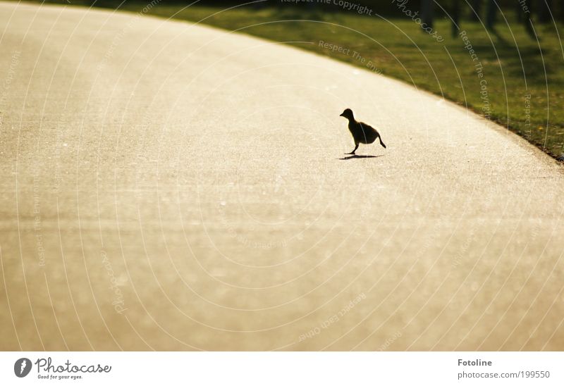 Gib Gas! Umwelt Landschaft Tier Frühling Schönes Wetter Wärme Gras Park Wildtier Vogel Tierjunges laufen rennen hell Gans Küken Farbfoto mehrfarbig