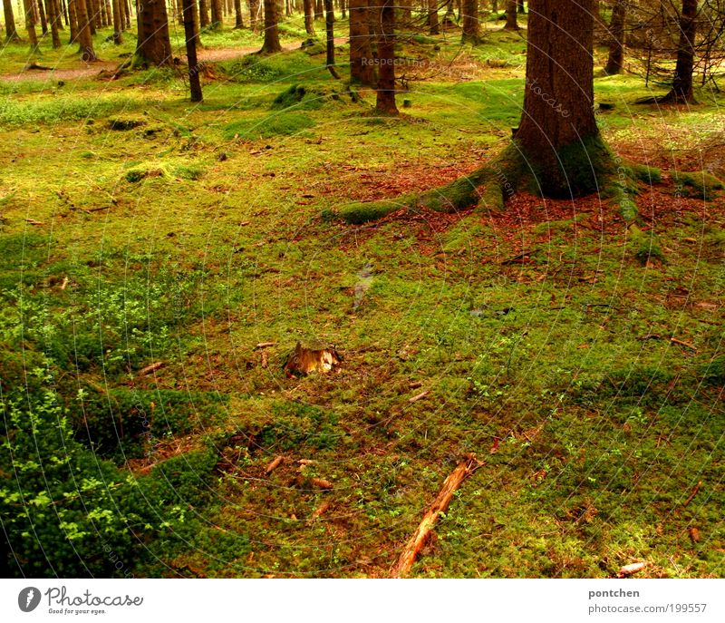 Bemooster Wald. Schönes Licht. Waldboden. Natur, Umweltschutz. Ausflug Frühling Pflanze Baum Gras Moos wild weich braun grün Kraft Holz Wege & Pfade bewachsen