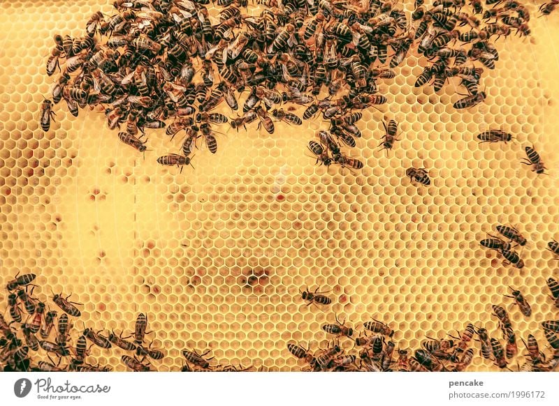 honig | süß Lebensmittel Tier Wildtier Schwarm authentisch nachhaltig klug stachelig stark viele gelb Biene Bienenwaben Bienenstock Honig Honigbiene Wabenmuster