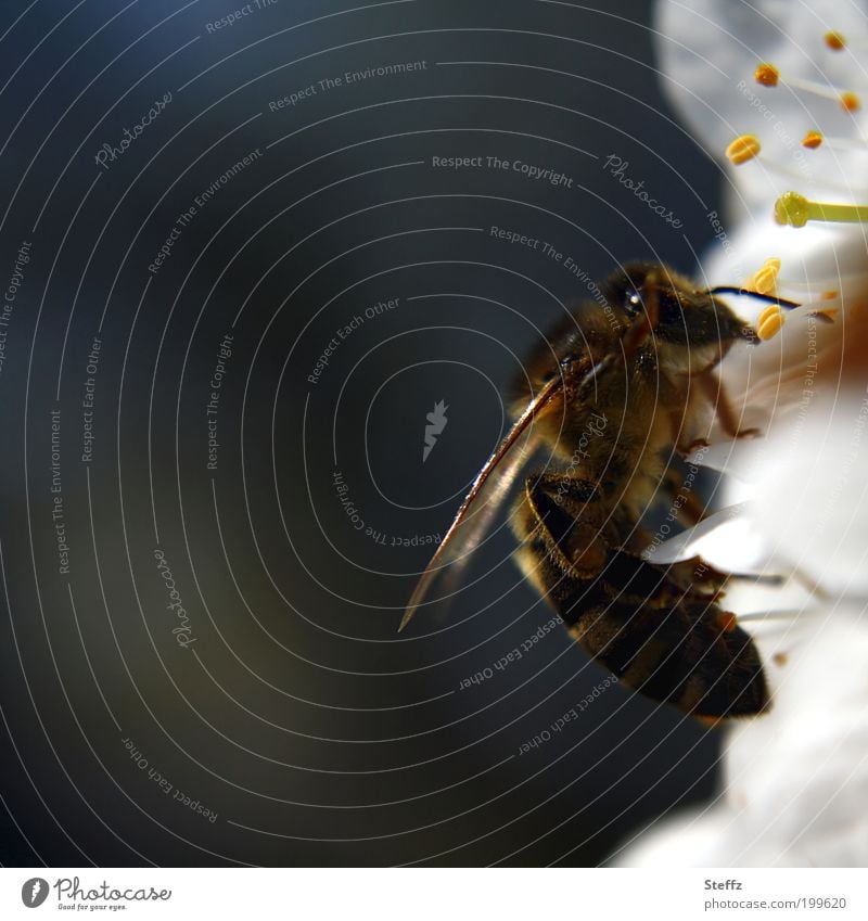 Biene auf einer Kirschblüte Honigbiene Umweltschutz Bestäuber wichtig umweltfreundlich bestäuben bestäubend fleißige Biene nützlich Kirschblüten Frühlingsblüten