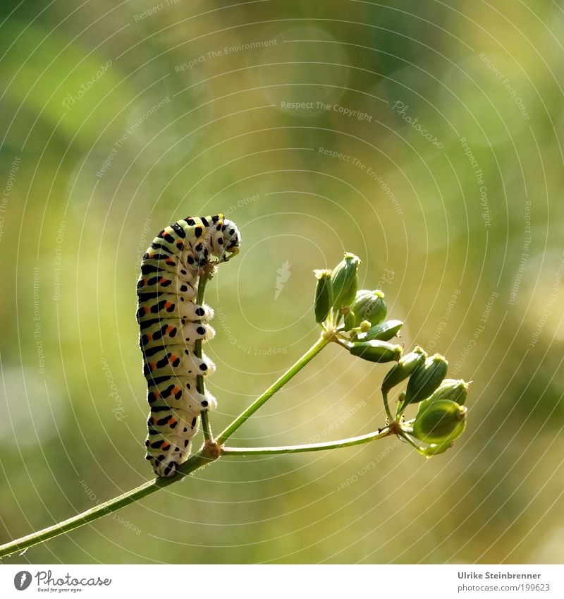 Raupe vom Schwalbenschwanz aufrecht stehend Metamorphose beweglich dick mehrfarbig Fleck Papilio Tagfalter Ritterfalter grün Streifen festhalten Umweltschutz