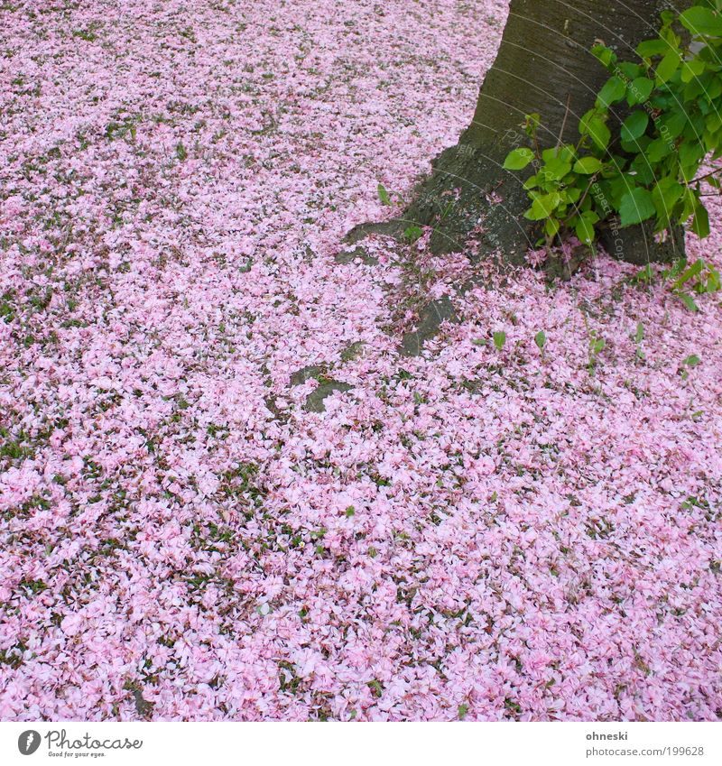 Cherry... Umwelt Natur Pflanze Blatt Blüte Nutzpflanze rosa Baum Kirschblüten Außenaufnahme Muster Strukturen & Formen Tag Blütenblatt Teppich
