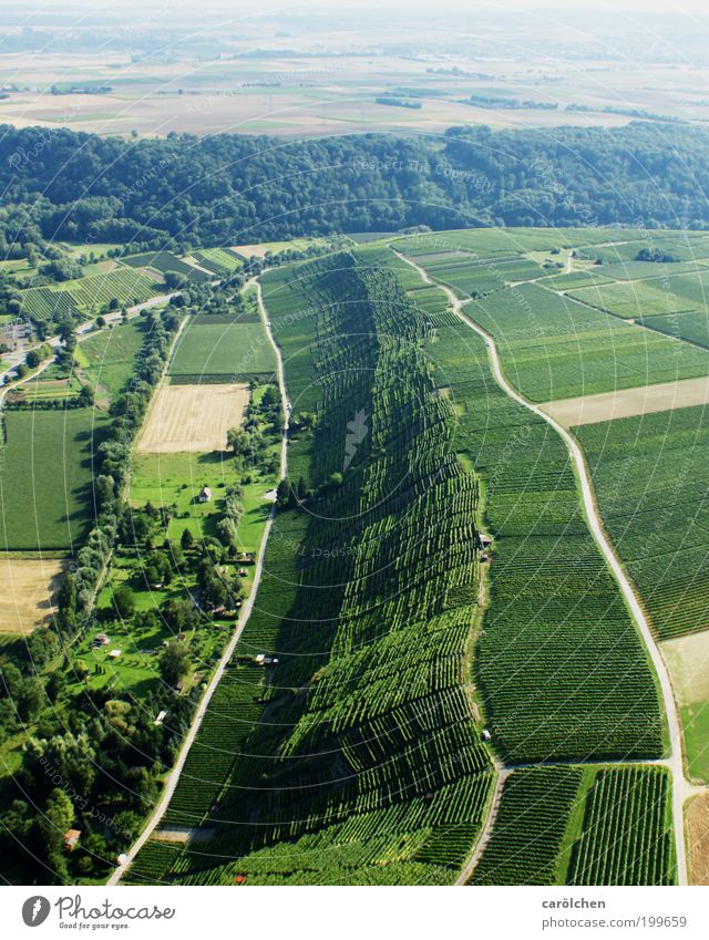 T Umwelt Natur Landschaft grün Weinberg Wald Wege & Pfade Luftaufnahme Weinbau Ackerbau Landwirtschaft Landschaftsformen tiefstehend Farbfoto Außenaufnahme