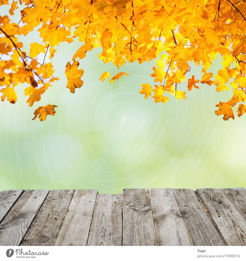Orange Herbstblätter über hölzernem Schreibtisch Stil Design schön Sommer Tisch Tapete Kunst Umwelt Natur Pflanze Sonnenlicht Schönes Wetter Baum Sträucher