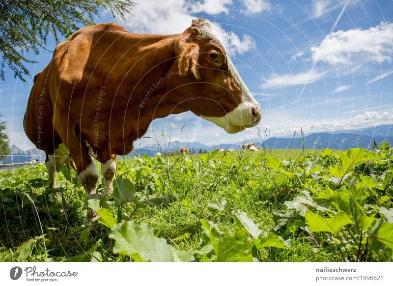 glückliche Kuh auf der Almwiese Sommer Landwirtschaft Forstwirtschaft Natur Landschaft Himmel Schönes Wetter Gras Alpen Tier Nutztier 1 Herde beobachten Fressen