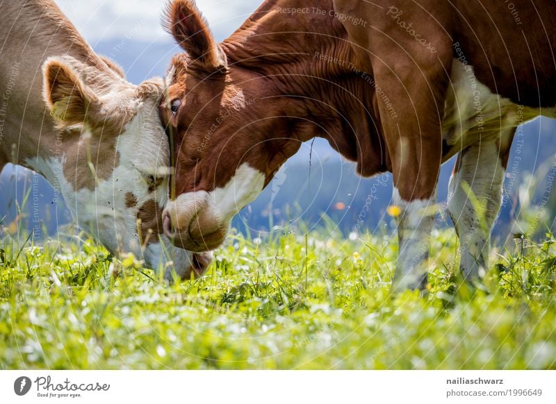 Zärtlichkeit Sommer Landwirtschaft Forstwirtschaft Natur Landschaft Gras Wiese Feld Alpen Berge u. Gebirge Tier Nutztier Kuh 2 Herde Herd & Backofen berühren