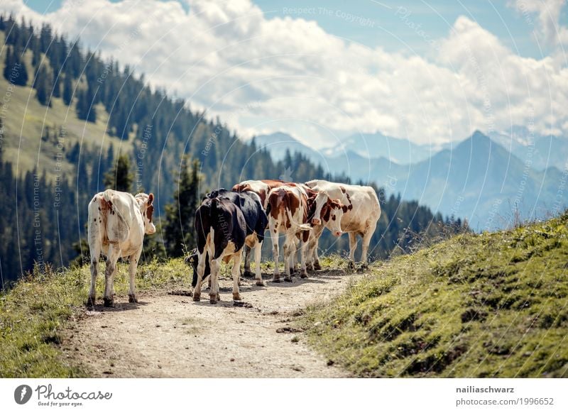 Kühe in Alpen Sommer Landwirtschaft Forstwirtschaft Natur Landschaft Schönes Wetter Berge u. Gebirge Tier Nutztier Kuh Tiergruppe Herde Herd & Backofen Fressen