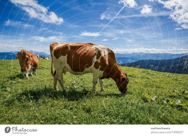 Kühe auf Alpenwiese Sommer Umwelt Natur Landschaft Himmel Gras Wiese Feld Berge u. Gebirge Alm Tier Nutztier Kuh 2 Tierfamilie Fressen laufen Fröhlichkeit Glück