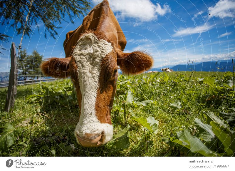 glückliche Kuh auf der Almwiese Sommer Bauernhof Landwirt Landwirtschaft Forstwirtschaft Umwelt Natur Landschaft Himmel Frühling Gras Wiese Alpen