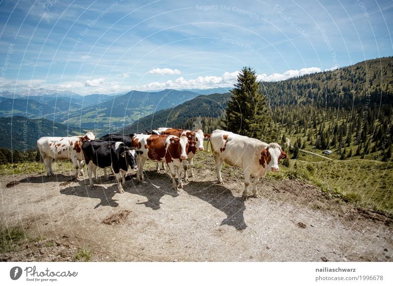 Kuhherde in Alpen Sommer Landwirtschaft Forstwirtschaft Umwelt Natur Landschaft Himmel Frühling Schönes Wetter Wiese Berge u. Gebirge Tier Tiergruppe Herde