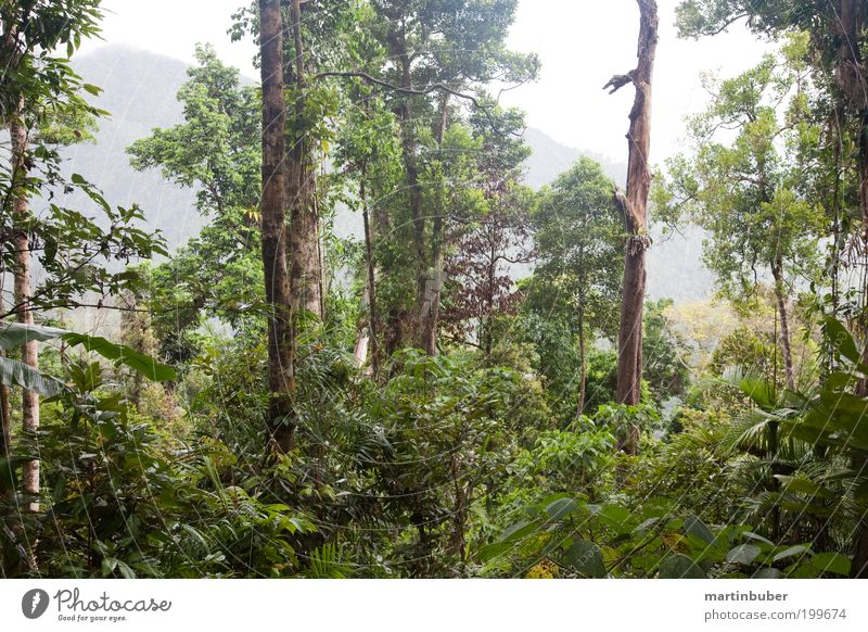 rainforest Umwelt Natur Landschaft Pflanze Urelemente Sommer Nebel Regen Wärme Wildpflanze Wald Urwald Erholung Jagd Wachstum außergewöhnlich natürlich wild