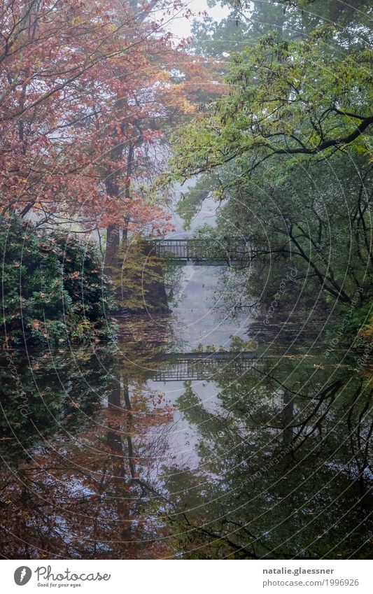 Brücke im Park Umwelt Landschaft Wasser Herbst Nebel Baum Sträucher Teich See Erholung Romantik geduldig ruhig Farbfoto mehrfarbig Außenaufnahme