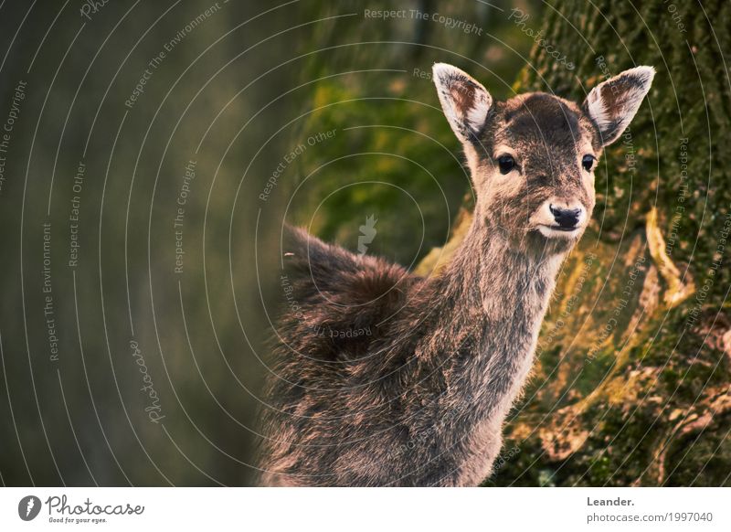 Bambi guckt Umwelt Landschaft Rehkitz 1 Tier Freundlichkeit braun gelb Neugier Wald Natur Gedeckte Farben Außenaufnahme Textfreiraum links Textfreiraum rechts