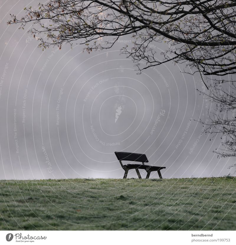 Parkbank Natur Landschaft Nebel Gras Stadtrand kalt trist Stimmung Romantik Sehnsucht Einsamkeit stagnierend Traurigkeit Vergänglichkeit verlieren Bank Baum