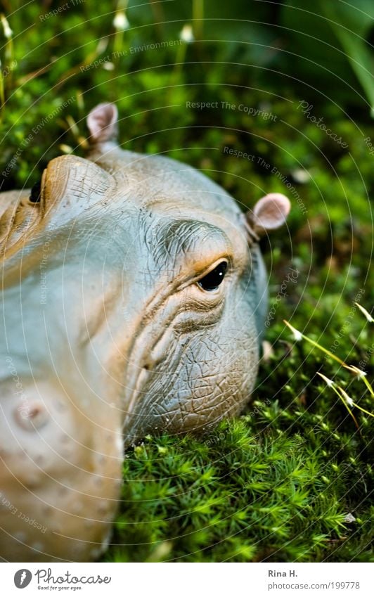 Hippo im Moos Umwelt Natur Pflanze Tier Frühling Wildtier Flußpferd beobachten warten dick groß Kitsch wild braun grün Kraft gefährlich exotisch bedrohlich