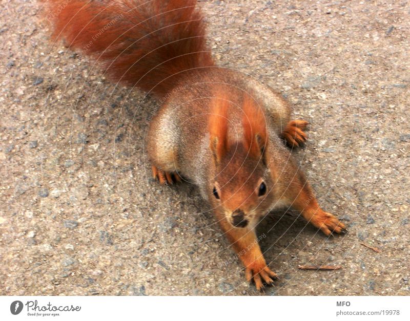 Eichhörnchen süß niedlich rot Fell Bremsung Possierlich