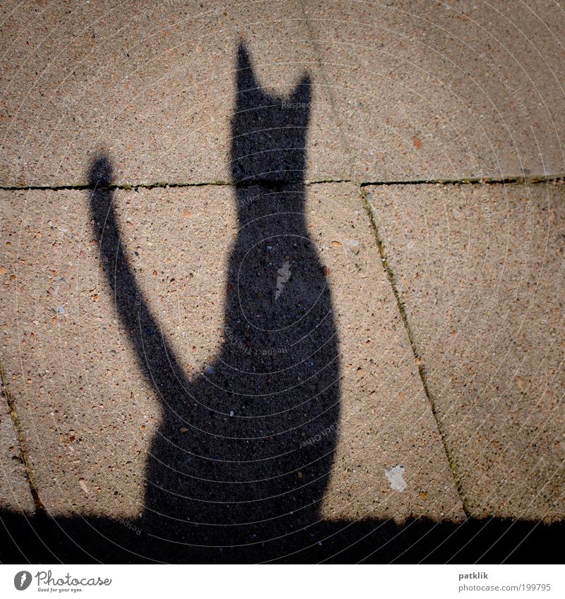 Miauuuuu Katze ästhetisch Schatten Mauer Wand grau schwarz Held Stolz Körperhaltung sitzen warten Pirsch Suche hocken Menschenleer Jagd elegant Farbfoto