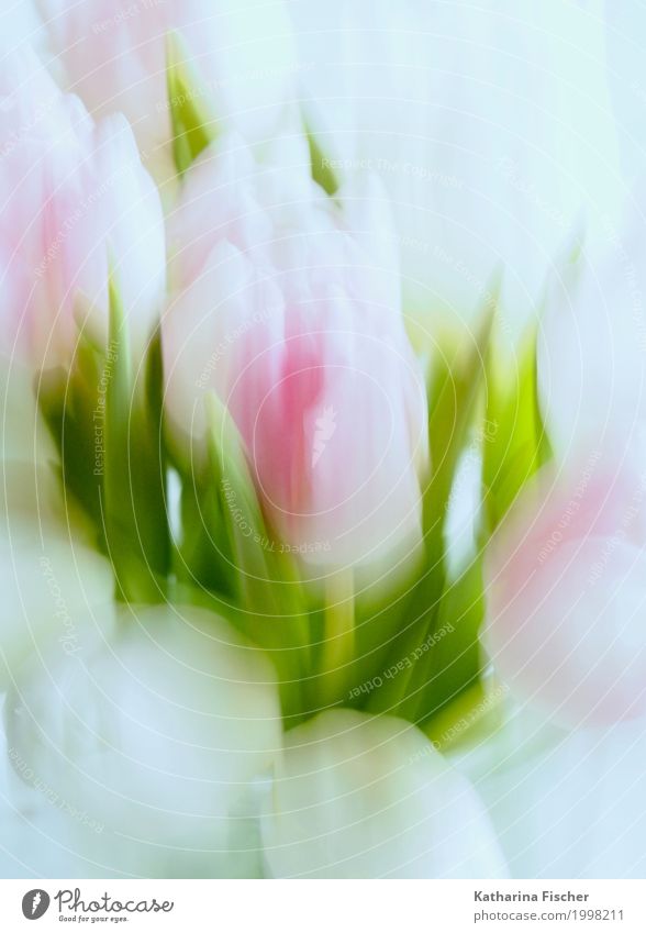 Frühlingsgruss I Kunst Natur Pflanze Sommer Tulpe Blatt Blüte ästhetisch Kreativität Leichtigkeit Aquarell Dekoration & Verzierung Wandmalereien Blühend