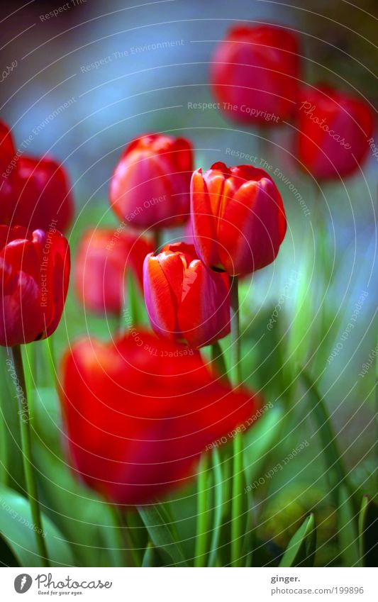 Frühlingssehnsucht Natur Pflanze Blume Tulpe Blüte schön dünn rot Knollengewächse zart Wachstum anschaulich Blütenblatt Menschenleer mehrere Farbfoto mehrfarbig