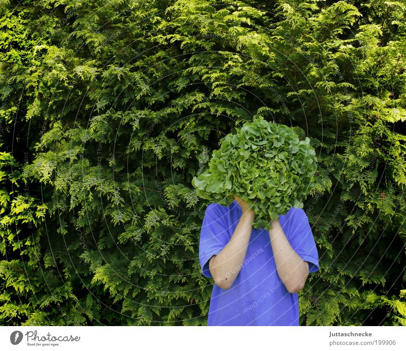 Kopfsalat Ernährung Bioprodukte Vegetarische Ernährung Gesundheit Leben Garten Mensch Junge 1 8-13 Jahre Kind Kindheit Frühling Sommer Sträucher Grünpflanze