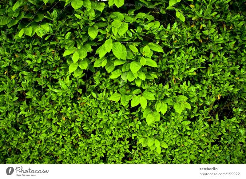 Kleine Blätter und mittlere Blätter Blatt grün Blattgrün Sauerstoff Hecke Erholung Versteck Frühling Unterholz Sichtschutz Erholungsgebiet Grünpflanze