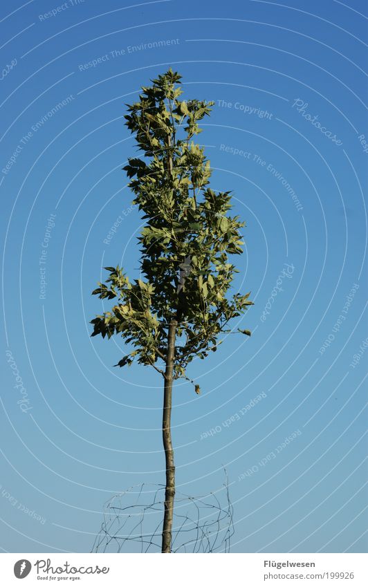 Der letzte Baum! Umwelt Natur Landschaft Himmel Sommer Klima Klimawandel entdecken verblüht Schutz Geborgenheit Zukunftsangst bedrohlich Gefühle Blatt Zaun Ast