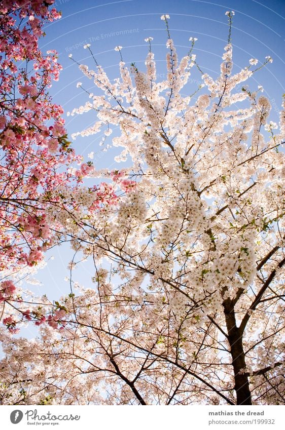 WHITE vs. PINK Umwelt Natur Landschaft Pflanze Wolkenloser Himmel Frühling Schönes Wetter Wärme Baum Blüte Nutzpflanze Wildpflanze Blühend Wachstum Duft schön