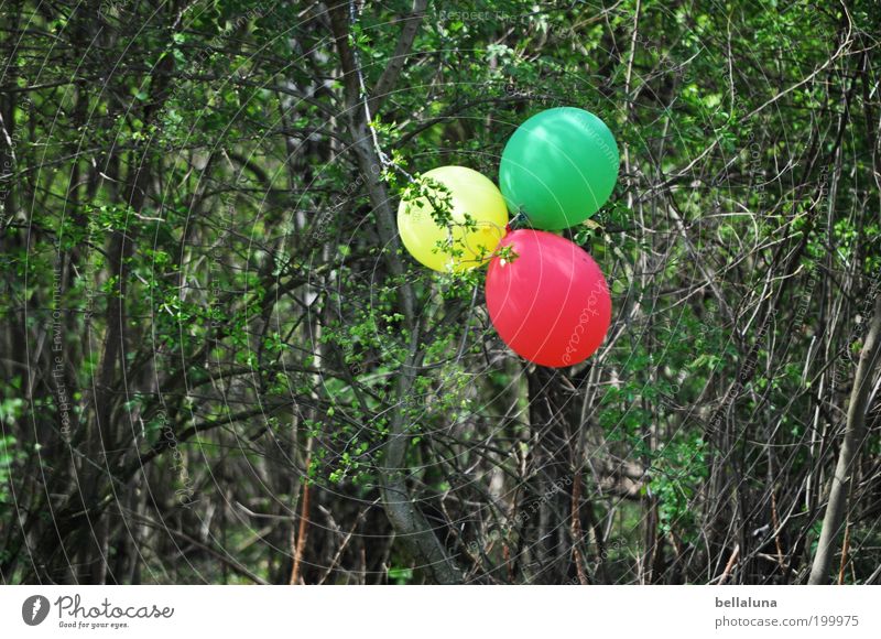 Happy Birthday, Fotoline! Umwelt Natur Pflanze Frühling Schönes Wetter Baum Sträucher gelb grün rot Luftballon mehrfarbig Dekoration & Verzierung Farbfoto