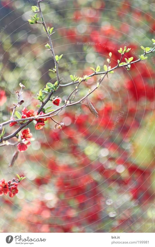 Lichtbündel [LUsertreffen 04|10] Valentinstag Muttertag Pflanze Sträucher Blüte glänzend exotisch Kitsch natürlich mehrfarbig grün rot Romantik schön träumen
