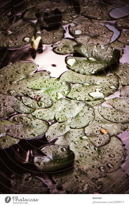 Am Teich Umwelt Natur Pflanze Wasser Wassertropfen Sommer Wetter schlechtes Wetter Regen Blüte Grünpflanze Seerosen Seerosenblatt Gewässer Tropfen Blühend