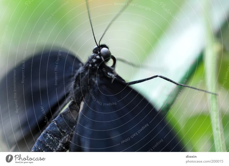 flatterhaft [LUsertreffen 04|10] Natur Pflanze Urwald Tier Wildtier Schmetterling Flügel Bewegung exotisch klein natürlich grün schwarz Leben Leichtigkeit
