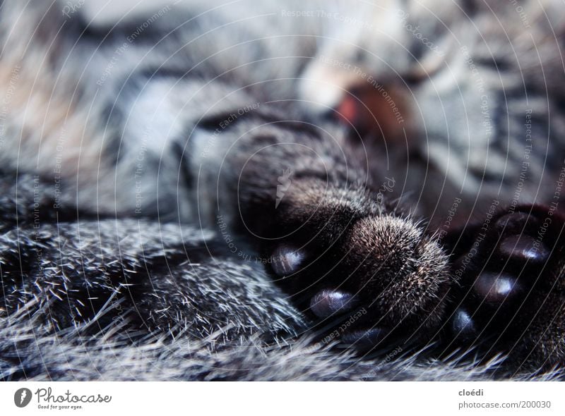 kiwipfoten Tier Haustier Katze Tiergesicht 1 liegen schlafen träumen glänzend kuschlig Wärme weich braun grau schwarz weiß Zufriedenheit Warmherzigkeit