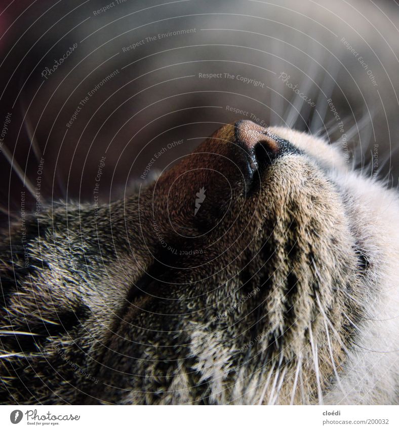kiwi Haustier Katze 1 Tier liegen schlafen träumen kuschlig weich grau schwarz Warmherzigkeit schön ruhig Erschöpfung bequem Tierporträt Profil