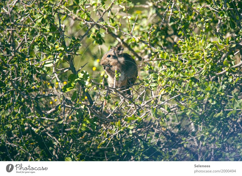 mimimi Umwelt Natur Sträucher Park Wildtier Maus Tiergesicht Nagetiere 1 beobachten Fressen füttern klein nah Farbfoto Außenaufnahme Menschenleer Tierporträt