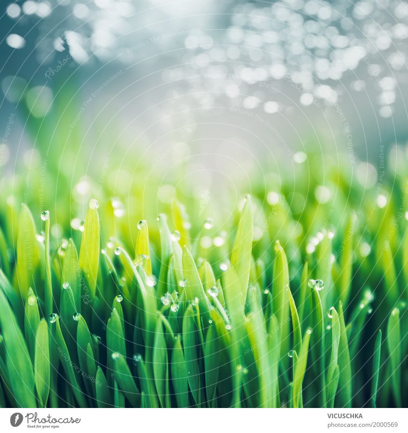 Frisches grünes Gras mit Tautropfen Lifestyle Design Sommer Garten Umwelt Natur Landschaft Pflanze Wassertropfen nur Himmel Frühling Schönes Wetter Park Wiese