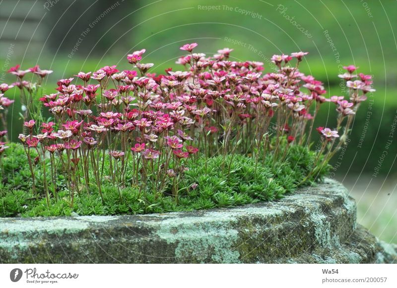 Frühling Zufriedenheit ruhig Natur Pflanze Blume Blüte Topfpflanze Park Bauwerk Stein ästhetisch Duft frisch einzigartig mehrfarbig grau grün rosa