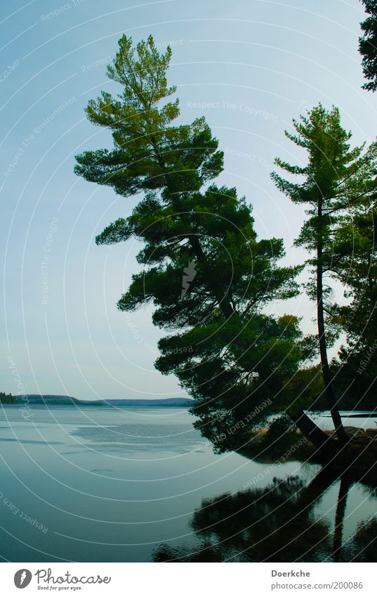 Entspannen Umwelt Natur Landschaft Wasser Wolkenloser Himmel Frühling Baum Seeufer Kraft Schutz Romantik Kanada Ontario Urlaubsfoto Farbfoto Außenaufnahme