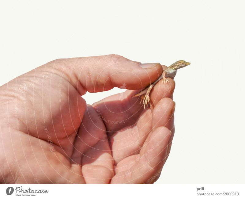 hand holding a small lizard Mensch Hand Finger Tier festhalten klein Umweltschutz Echsen Reptil gefangen Folter sonnig tierquälerei greifen wirbeltier